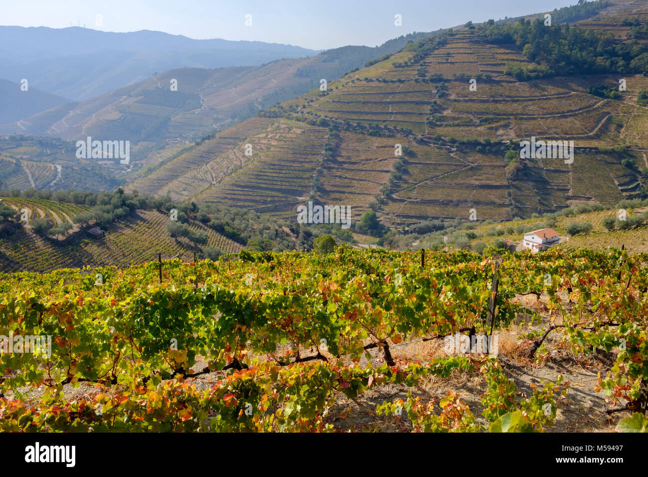 Vignobles en terrasses, près de la vallée de la rivière Douro, Pinhao, Portugal Banque D'Images