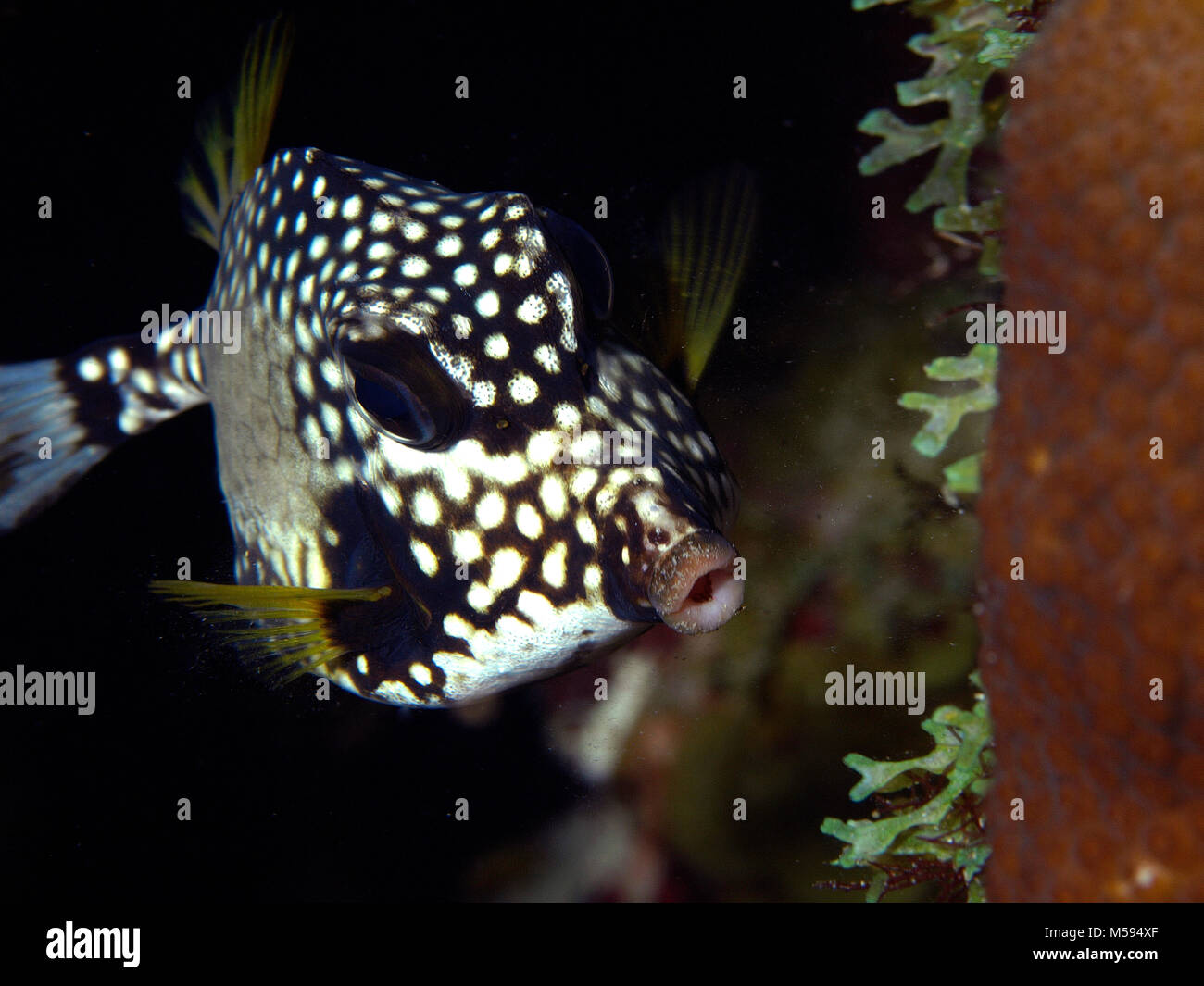 Smooth trunkfish (Lactophrys triqueter, Perlen-Kofferfisch), Brauner, Niederländische Antillen Banque D'Images