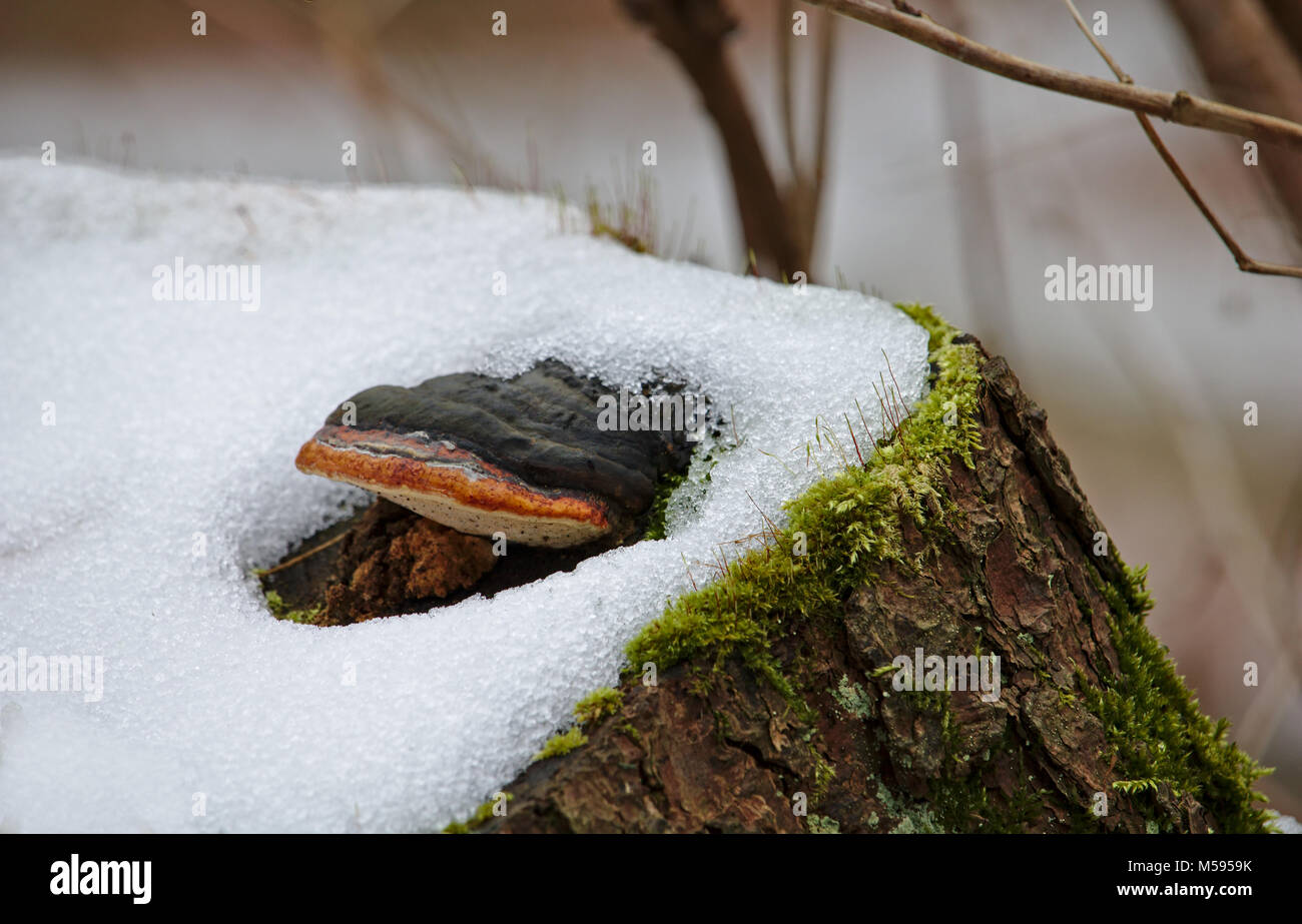 La culture des champignons sur une souche d'arbre couvert de neige Banque D'Images