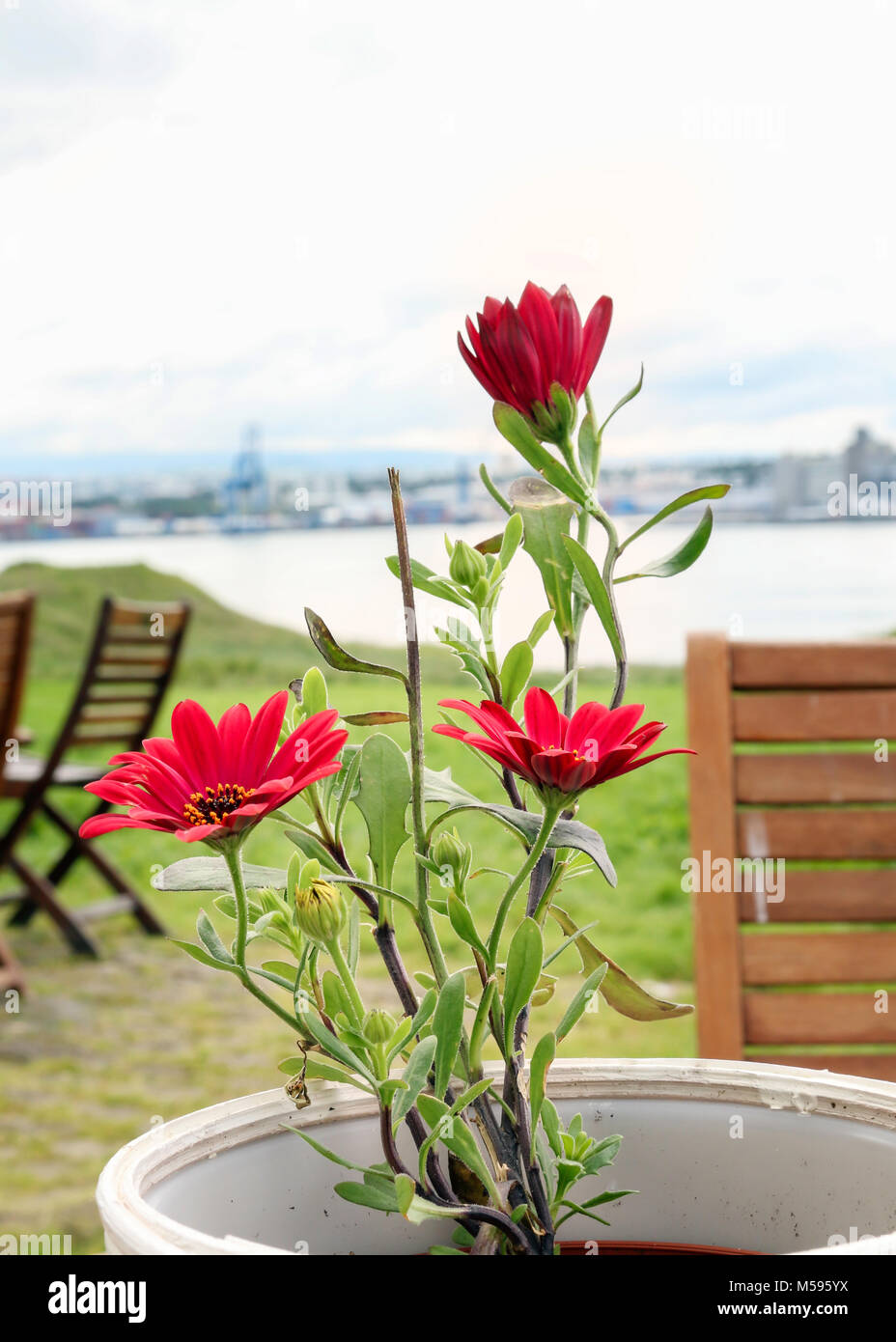 Marguerites rouge et d''une vue sur Reykjavik, Islande dans l'arrière-plan Banque D'Images