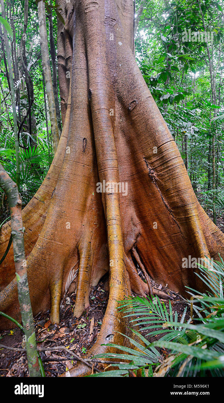 Arbre de racines de contrefort géant dans la forêt tropicale, Yungaburra, Atherton Tablelands, Far North Queensland, FNQ,Queensland, Australie Banque D'Images