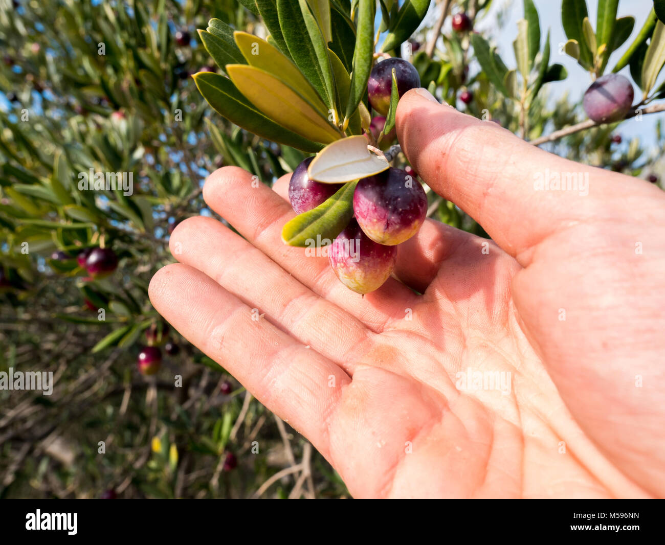 La collecte des olives mûres à plantation close up Banque D'Images