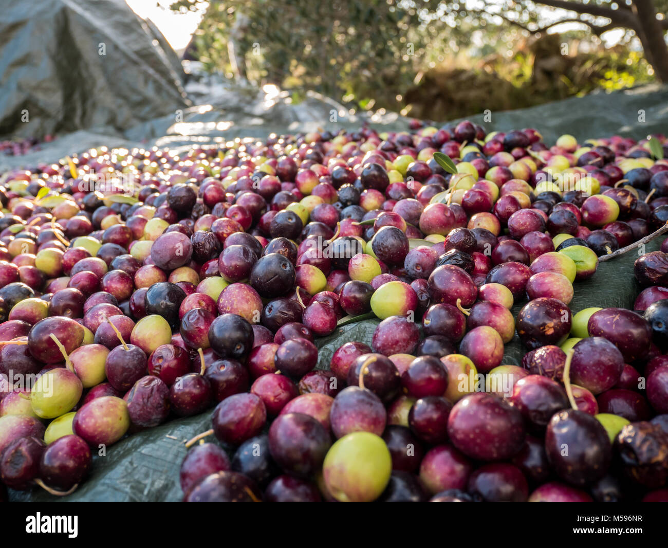 Les olives cueillies sur le sol jusqu'à la plantation fermer Banque D'Images