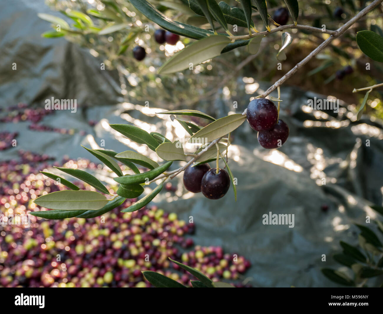 La récolte de fruits d'olive sur scène journée ensoleillée Banque D'Images