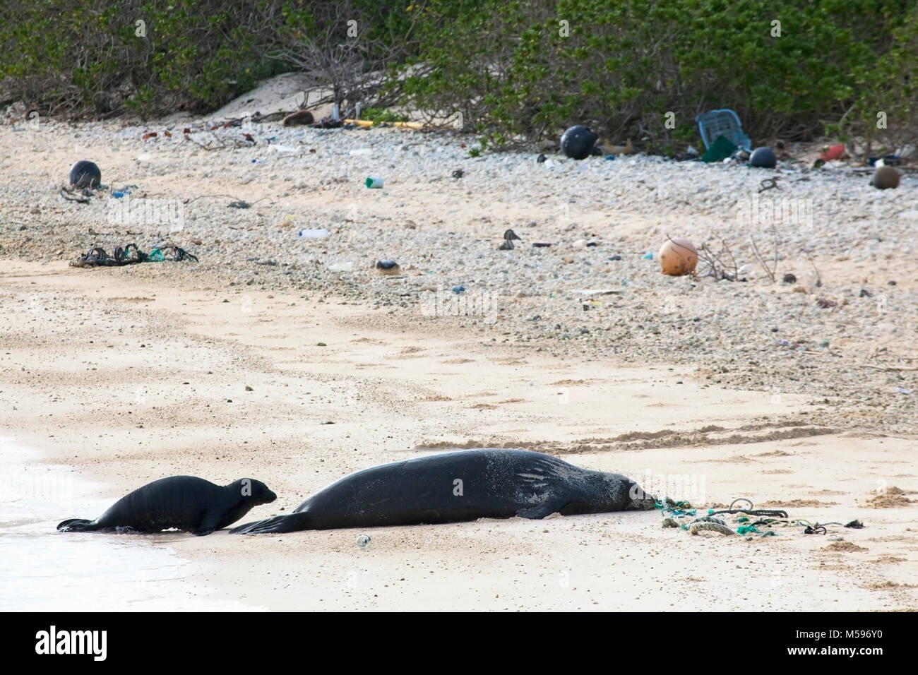 La mère et le bébé du phoque moine hawaïen (Neomonachus schauinslandi) sur l'île du Pacifique Nord avec des débris marins avec des cordes et du plastique lavé à terre Banque D'Images