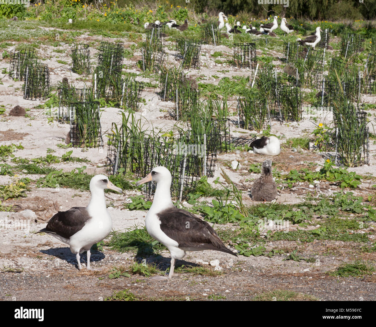 La paire d'albatros de Laysan et la plantation de l'herbe de Bunch (Eragrostis variabilis) dans le cadre d'un projet de restauration de l'habitat de l'USFWS sur une île du Pacifique Nord Banque D'Images