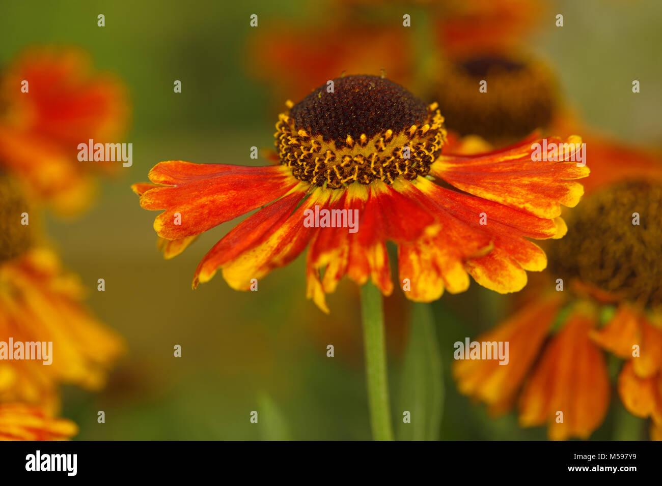 Helenium 'Mardi Gras' Banque D'Images