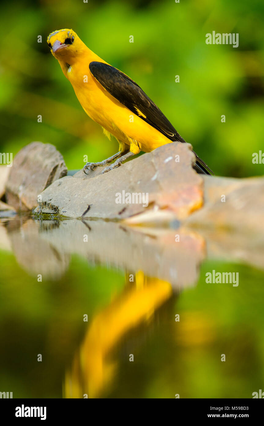 Golden (Oriolus oriolus) mâle en attente de verre Banque D'Images