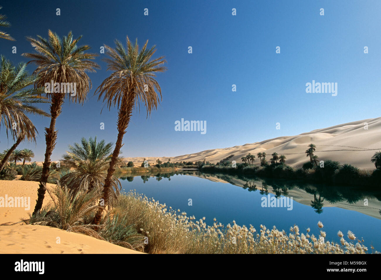 La Libye. Ubari. Désert du Sahara. Ubari Sandsea. Um El Ma salt lake. Oasis. Palmiers. L'eau. Banque D'Images