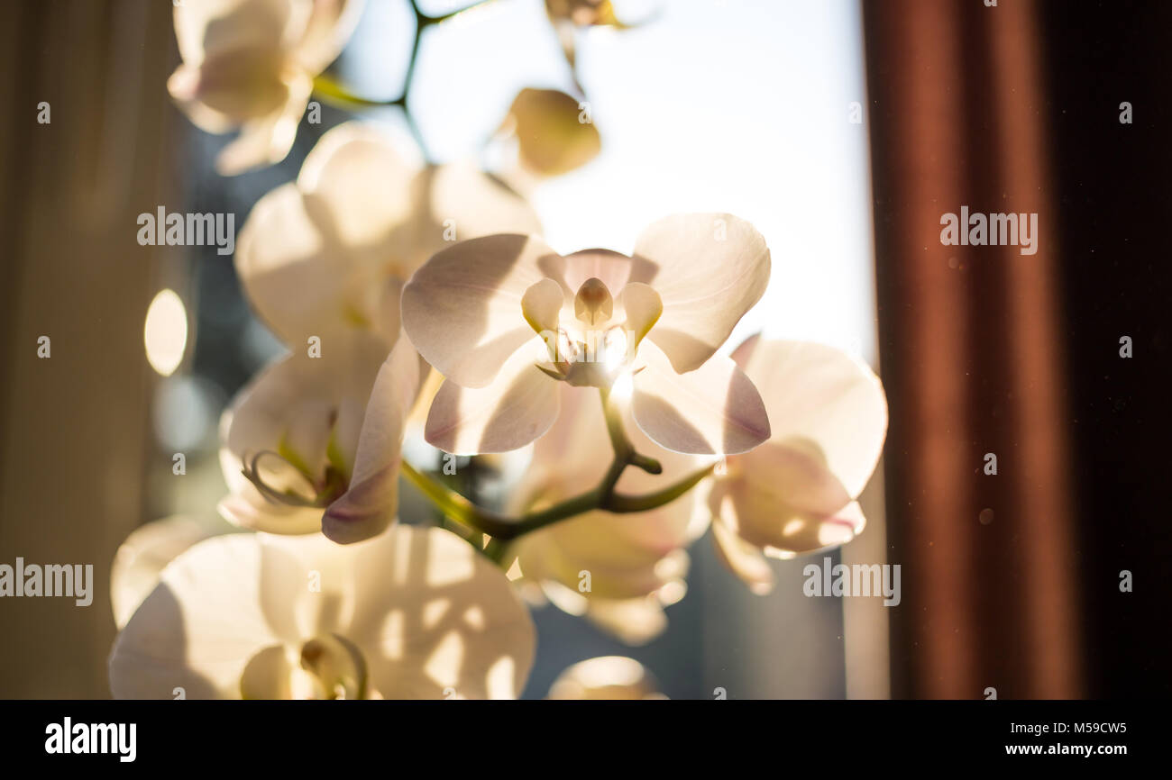 Orchidée fleur blanc en face de la fenêtre. Pétales transparents à cause de la lumière du soleil, les ombres des branches sur eux. Vue en gros plan avec détails, flou Banque D'Images
