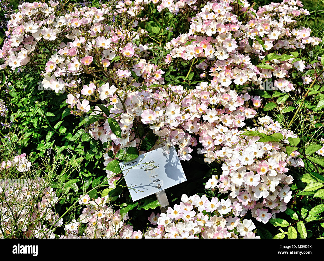 Ballerine Rose Bush Banque D'Images