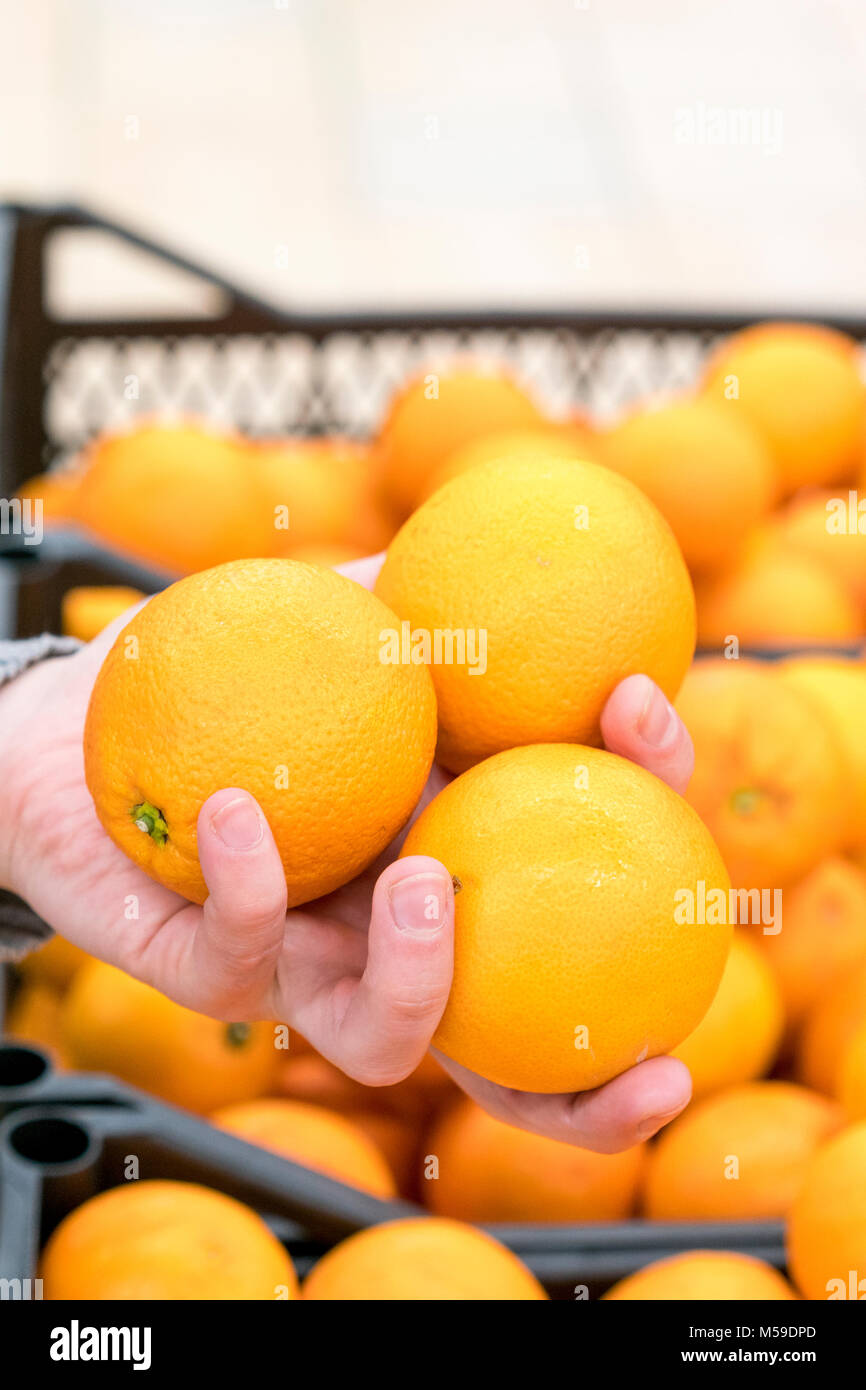 A woman's hand avec trois oranges. Banque D'Images