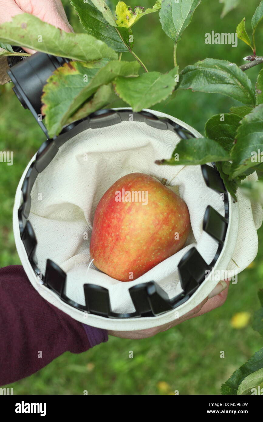 Malus domestica 'Ribston Pippin' récoltés avec un chiffon cueilleur de fruits dans un verger anglais, octobre Banque D'Images