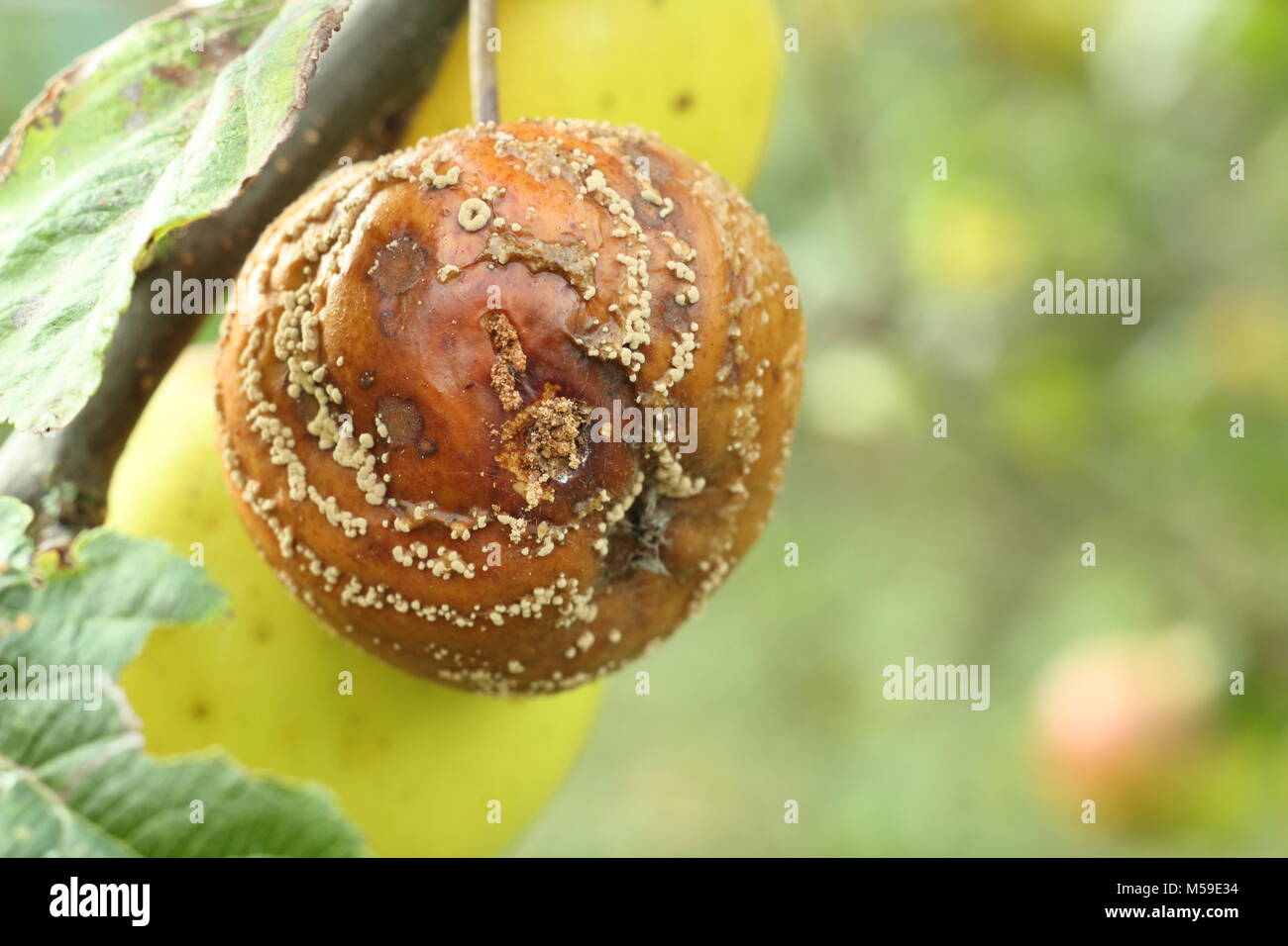 Malus domestica. Avec Apple la moniliose (Monilinia laxa/Monilinia fructigena) sur une branche d'arbre dans un verger, UK Banque D'Images