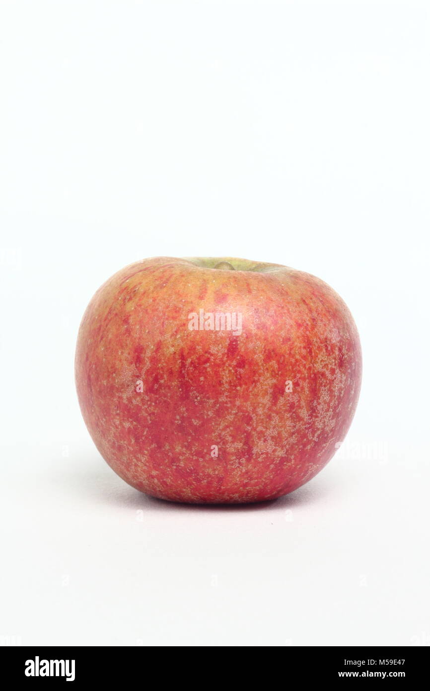 Malus domestica 'Worcester Pearmain', une variété de pomme, fond blanc, UK Banque D'Images