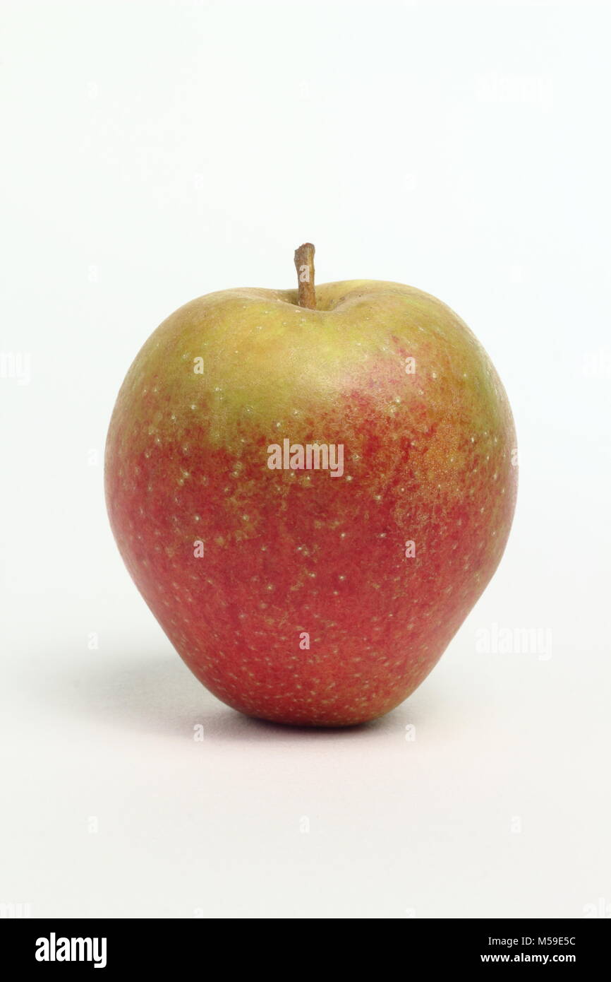 Malus domestica 'Adam's Pearmain', une variété de pomme, fond blanc, UK Banque D'Images