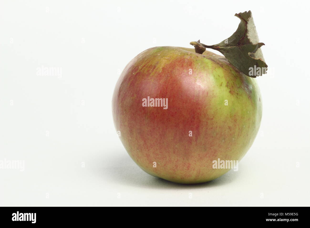 Malus domestica 'Bramleys des semis, une variété de pomme, fond blanc, UK Banque D'Images