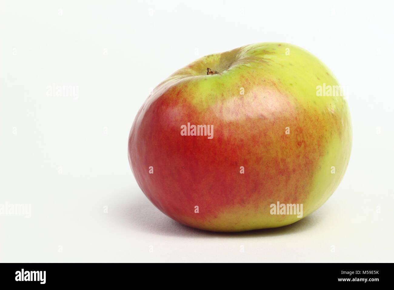Malus domestica 'Bramleys des semis, une variété de pomme, fond blanc, UK Banque D'Images