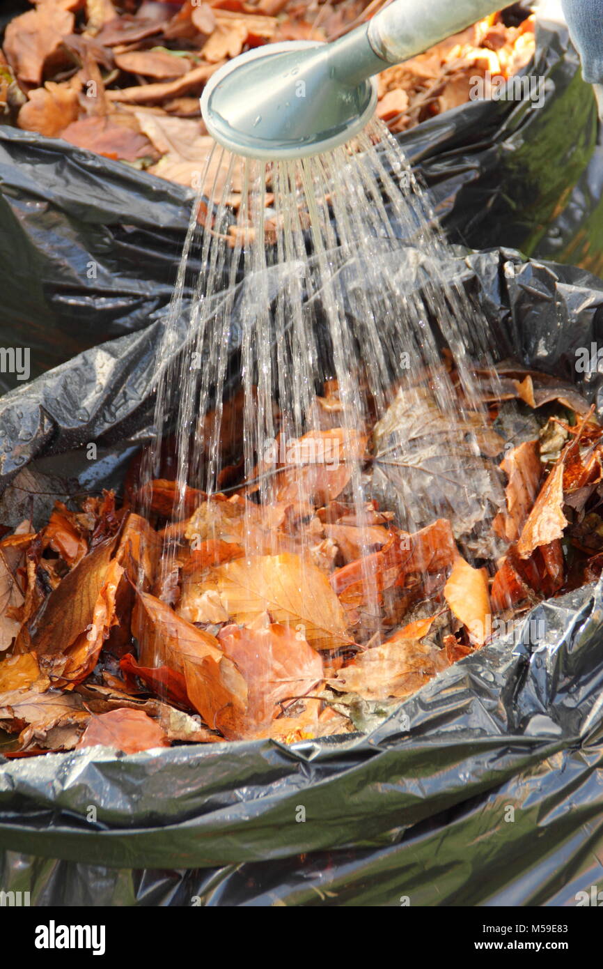 Faire de cladosporiose étape par étape : 2. Feuilles mortes recueillies dans des sacs poubelle en plastique noir sont humidifiées à l'aide de pourrir en cladosporiose, UK Banque D'Images