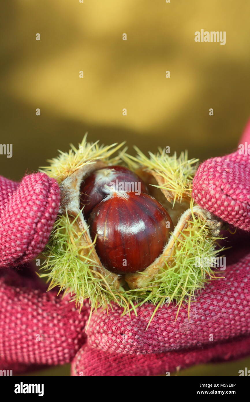 Le cas épineux de châtaignes (castanea sativa), recueillies à partir de l'anglais sont des bois, s'ouvrit pour révéler les noix comestibles en automne, UK Banque D'Images