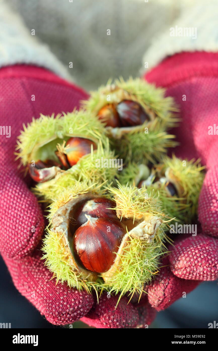 Le cas épineux de châtaignes (castanea sativa), recueillies à partir de l'anglais sont des bois, s'ouvrit pour révéler les noix comestibles en automne, UK Banque D'Images