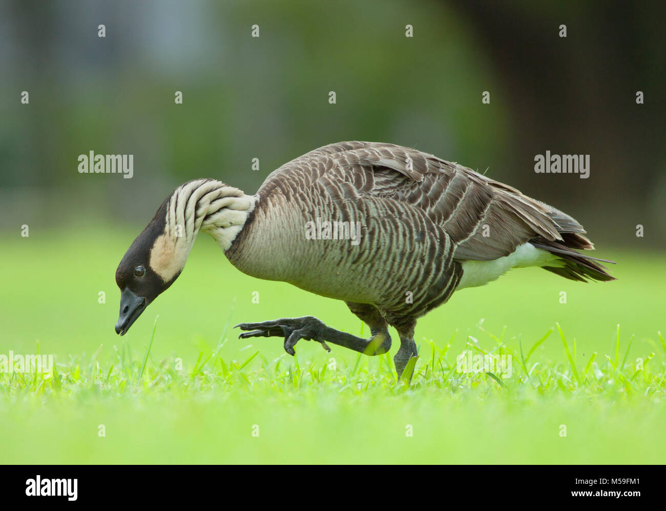 Disparition d'oie hawaïenne ou Nene (Branta sandvicensis) Wild, Big Island, Hawaii Banque D'Images