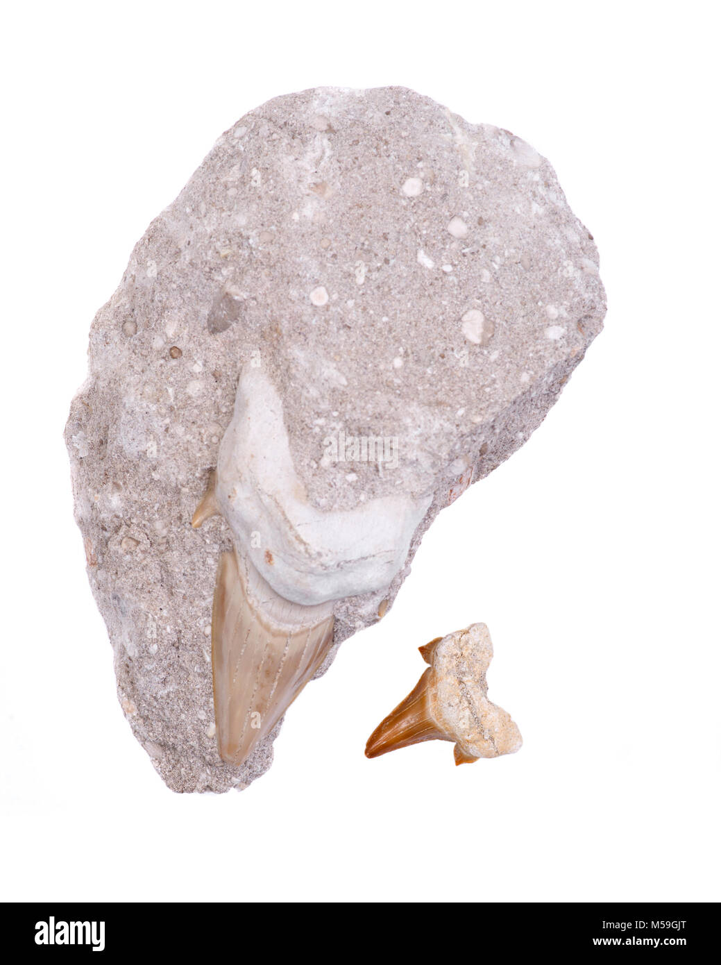 Dent de requin fossile incorporé dans un morceau de calcaire du Miocène — free download