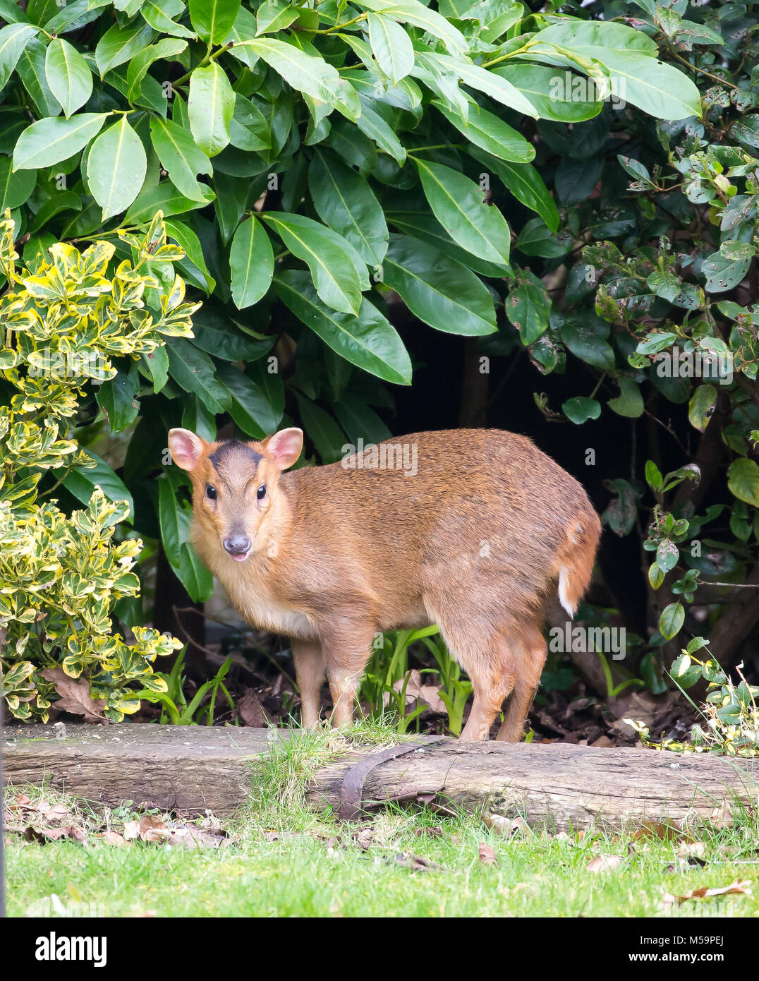 Kidderminster, UK. 21 Février, 2018. Météo France : un gris terne, commencer est étonnamment égayée par l'arrivée d'un visiteur ! Un jeune cerf Muntjac fawn (Muntiacus reevesi) est isolée dans un jardin urbain dans le Worcestershire. Ces créatures peuvent être hardy survivants, mais ce bébé animal sera mis à l'épreuve sur l'explosion de l'Arctique. Credit : Lee Hudson/Alamy Live News Banque D'Images