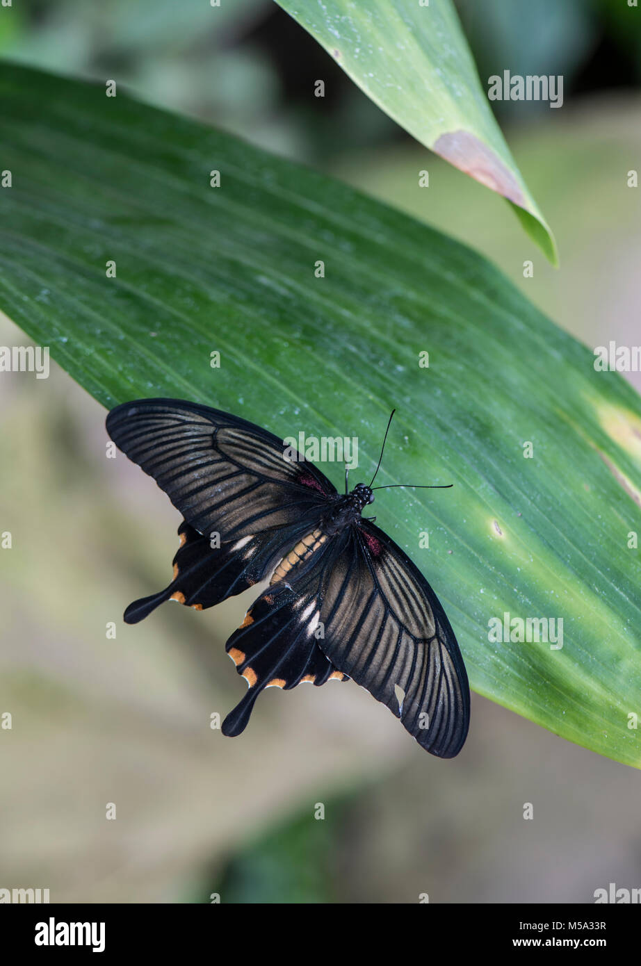 Jaune : papillon grand Mormon Papilio lowi. Des femmes. Banque D'Images