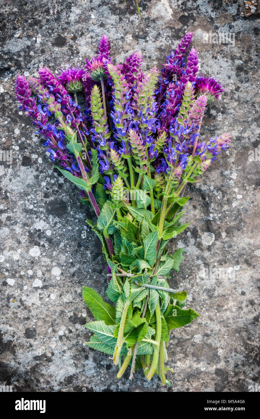 Bouquet de fleurs violettes des roches dans le jardin Banque D'Images
