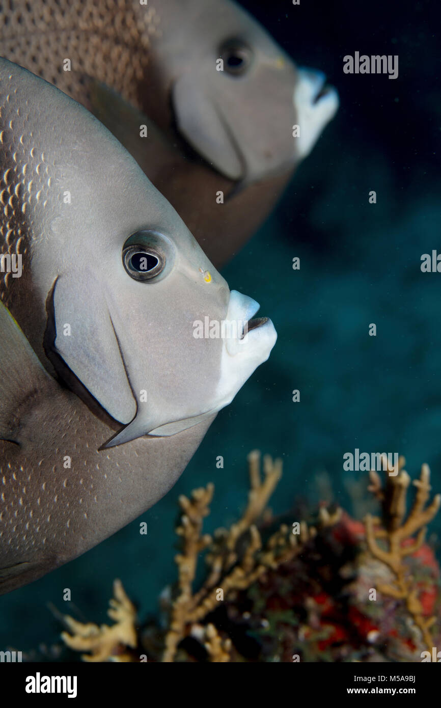 Paire de angelfish Pomacanthus arcuatus (Gary), sur un récif dans les Keys de la Floride. Banque D'Images