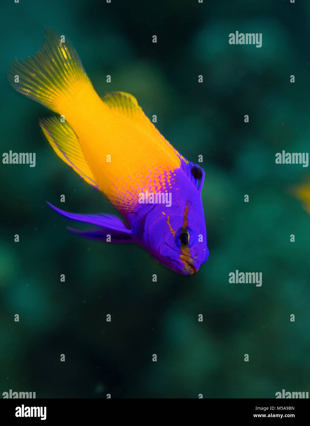 Fairy basslet bicolores, gramma Loreto, au-dessus d'un récif de corail. Banque D'Images