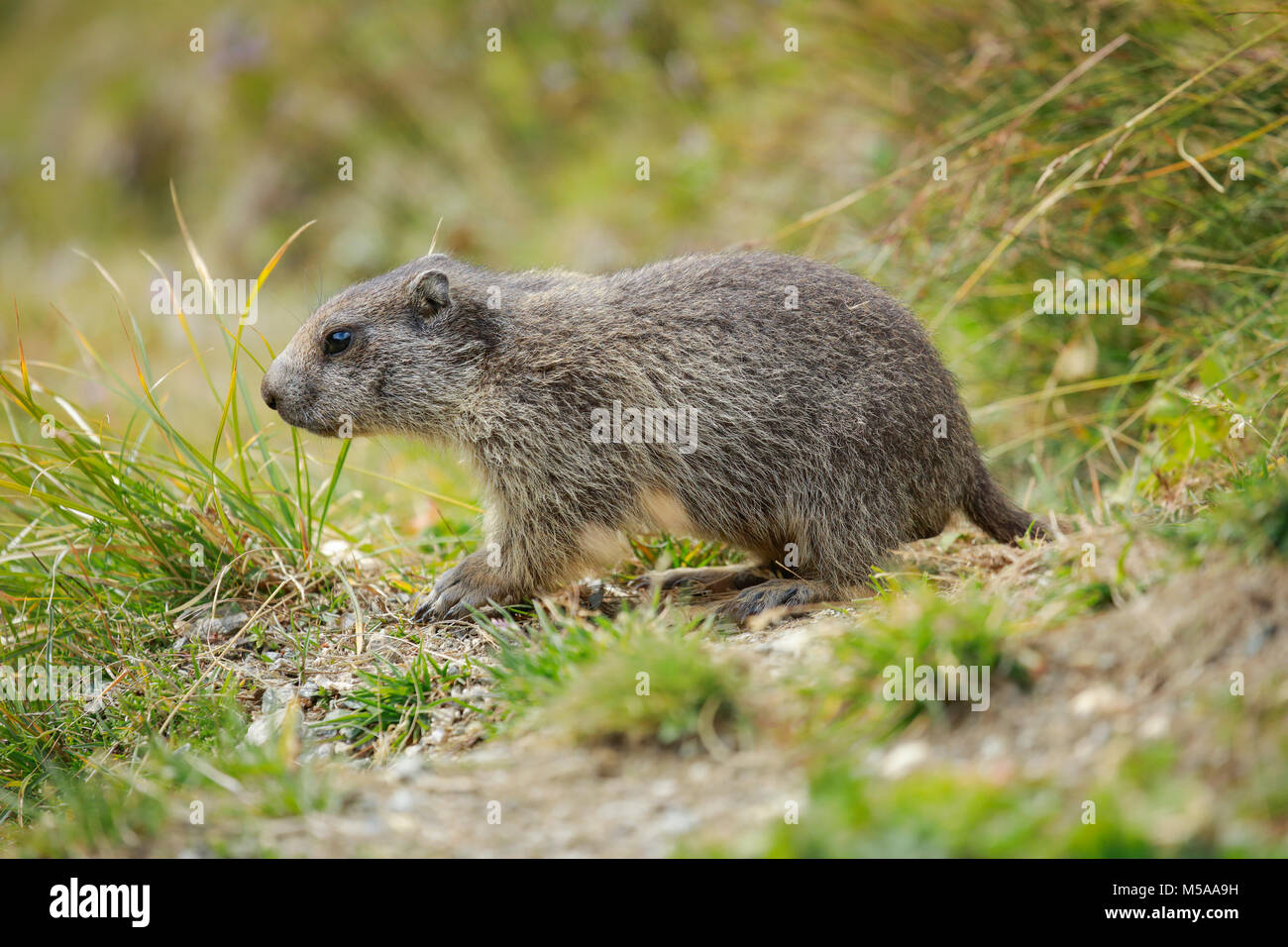 Alpenmurmeltier, Marmota marmota, Marmotte alpine, Banque D'Images