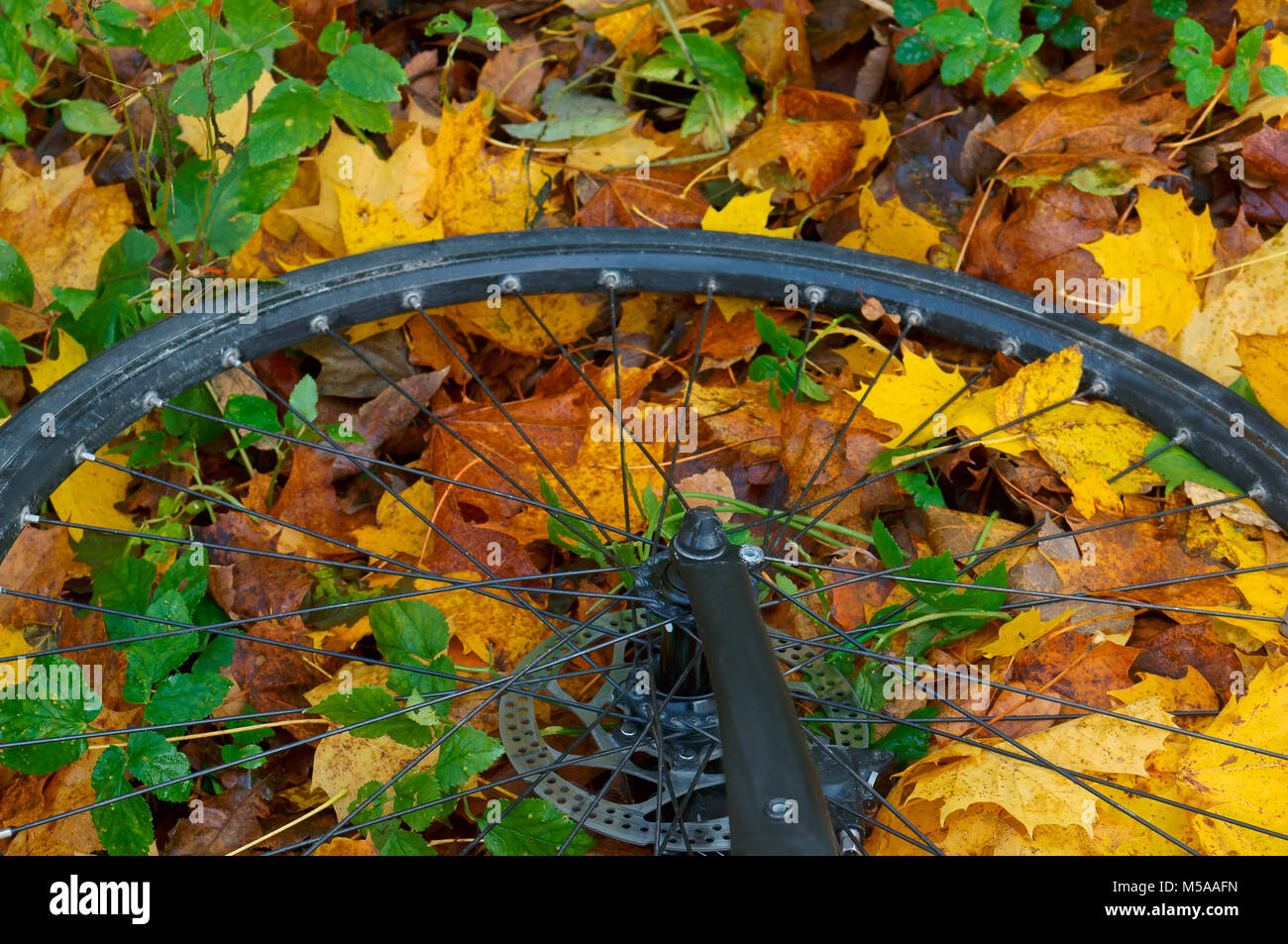 Roue de bicyclette sur les feuilles d'automne, roue de bicyclette à feuilles de l'automne, les feuilles colorées et l'utilisation de la bicyclette Banque D'Images