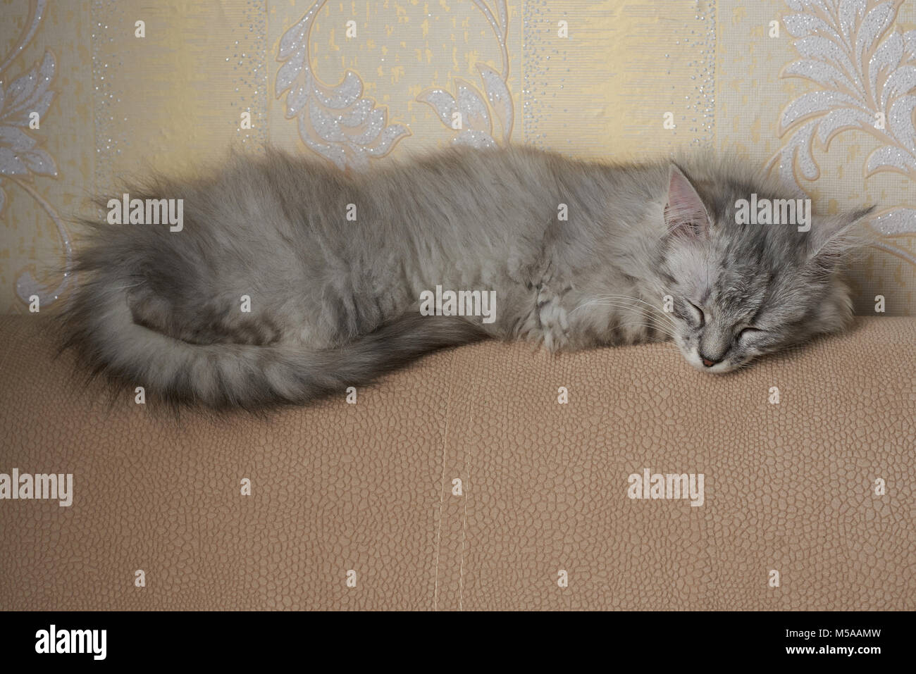 Un gray fluffy kitty cat sleeping on chambre canapé Banque D'Images