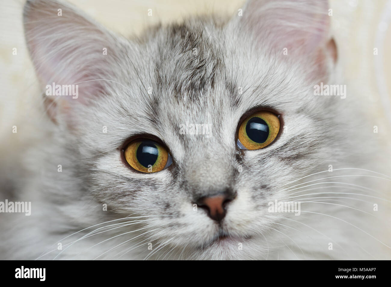 À la caméra en chat gris duveteux close up portrait Banque D'Images