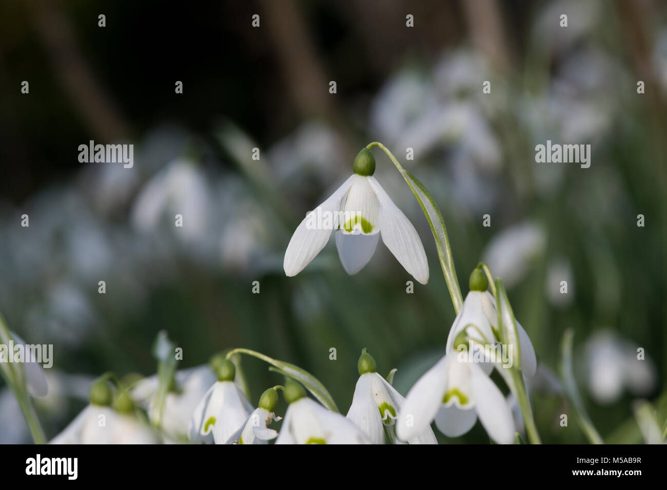 Galanthus 'Mrs backhouse n° 12'. Fleurs Snowdrop en février. UK Banque D'Images