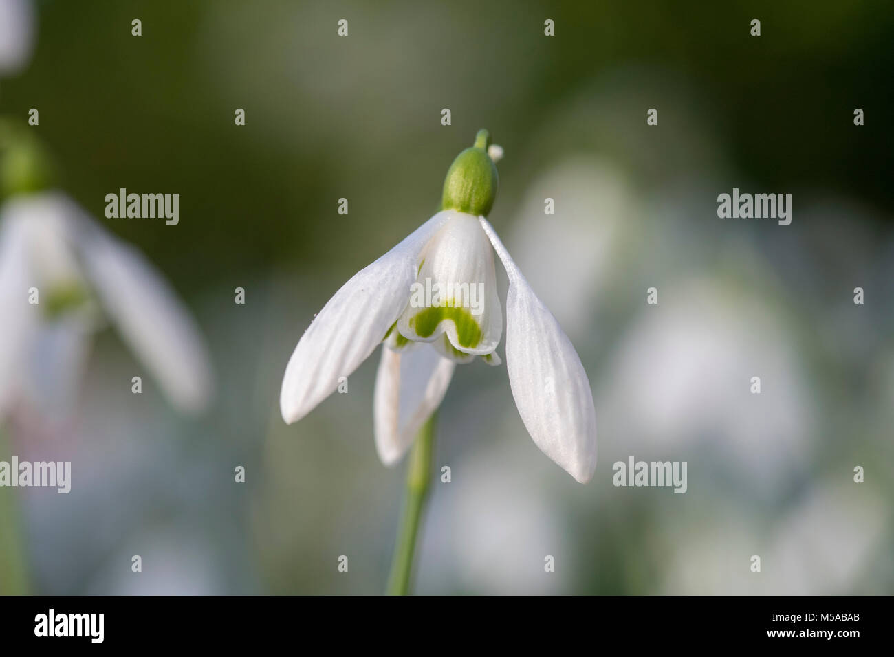 Galanthus 'Mrs backhouse n° 12'. Fleurs Snowdrop en février. UK Banque D'Images