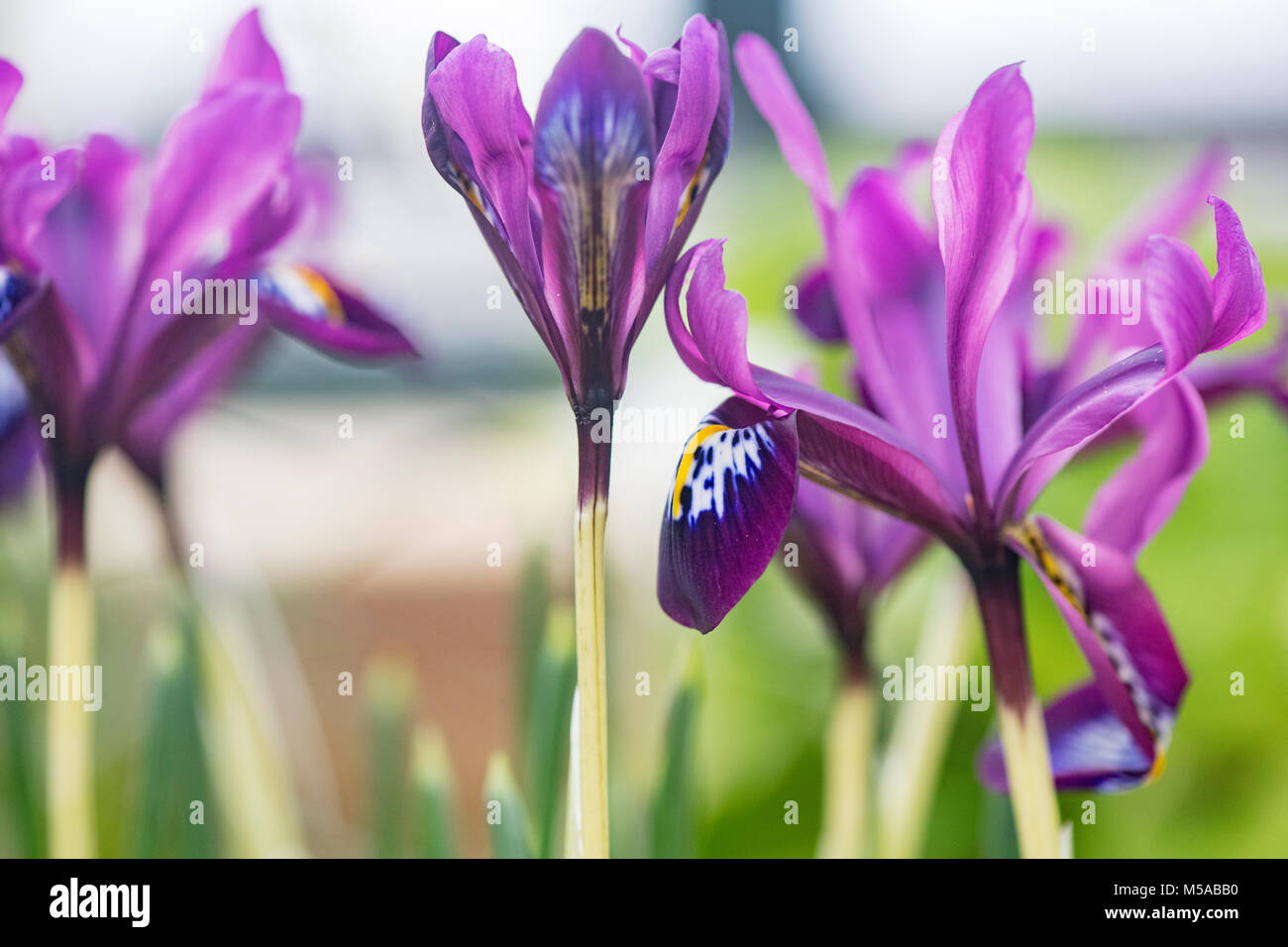 Iris reticulata 'George' fleurit au début de mars. Iris nain. UK Banque D'Images