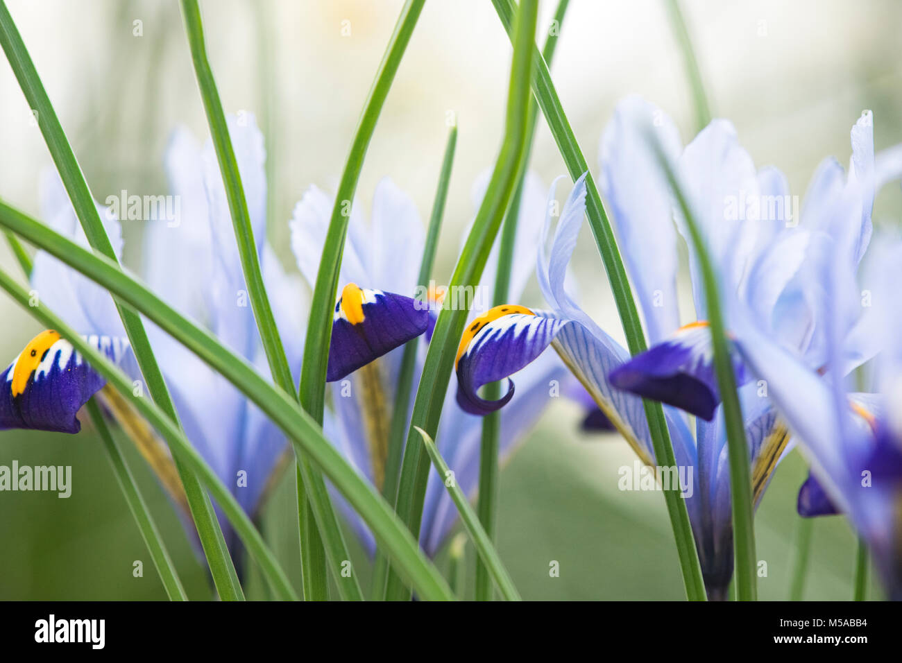 Iris reticulata 'Gordon' fleurit au début de mars. Iris nain. UK Banque D'Images