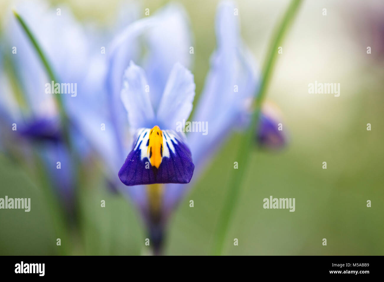 Iris reticulata 'Gordon' fleurit au début de mars. Iris nain. UK Banque D'Images