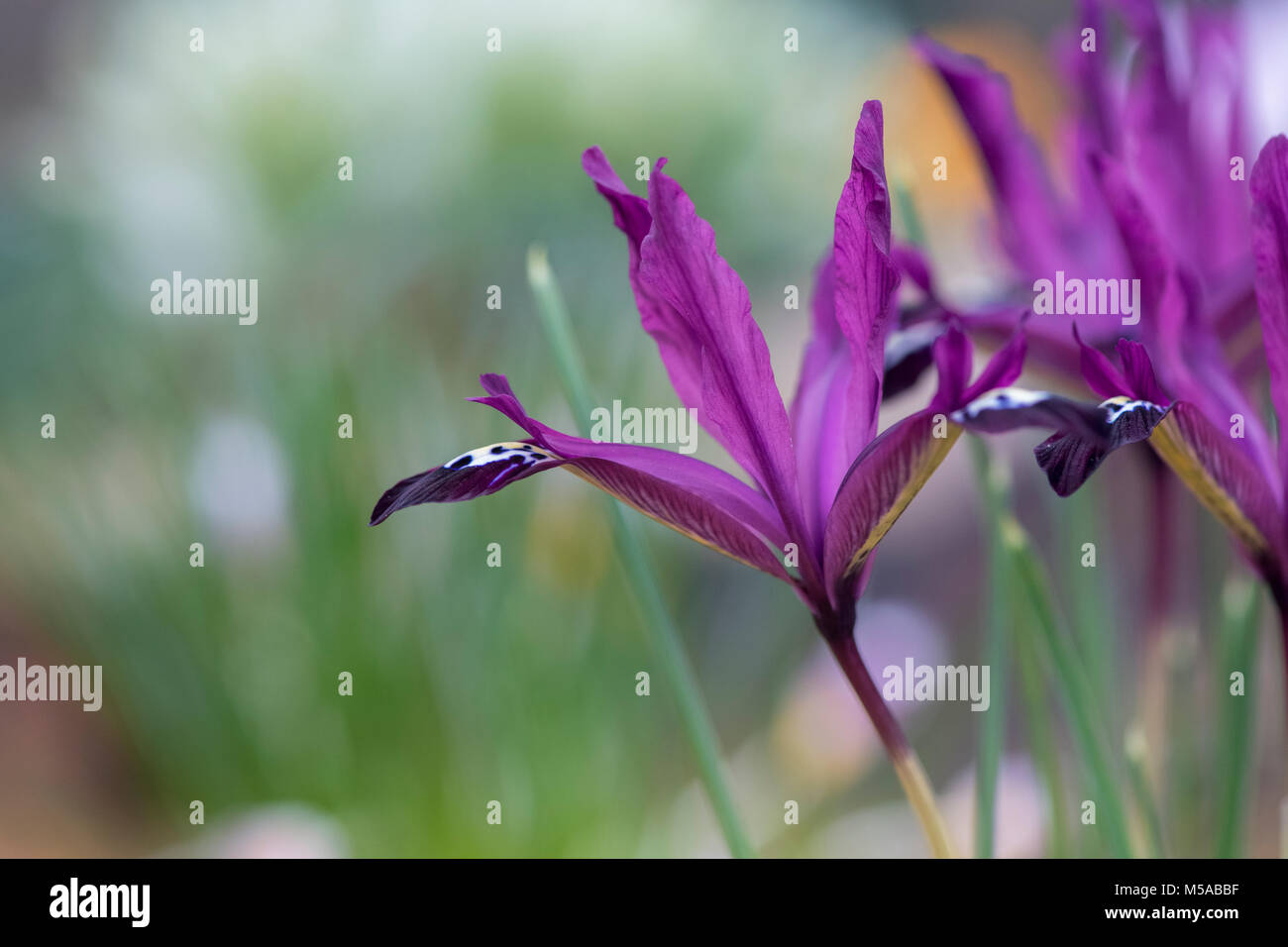 Iris reticulata 'Pauline' fleurit au début de mars. Iris nain. UK Banque D'Images