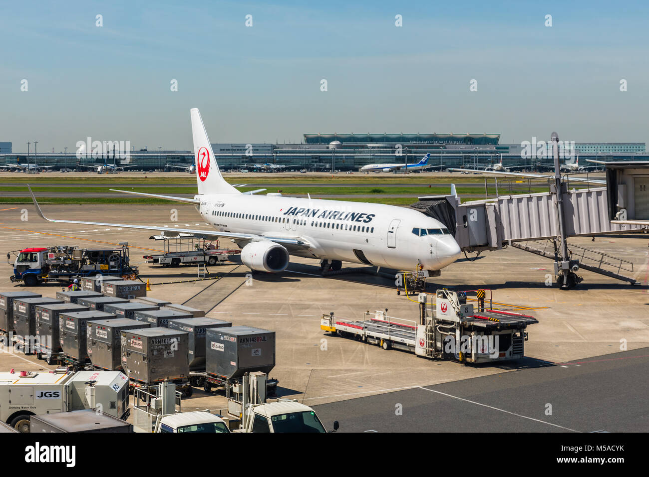Japan Air Lines Boeing 737-8oo, JA309J à l'aéroport de Haneda, Tokyo Banque D'Images