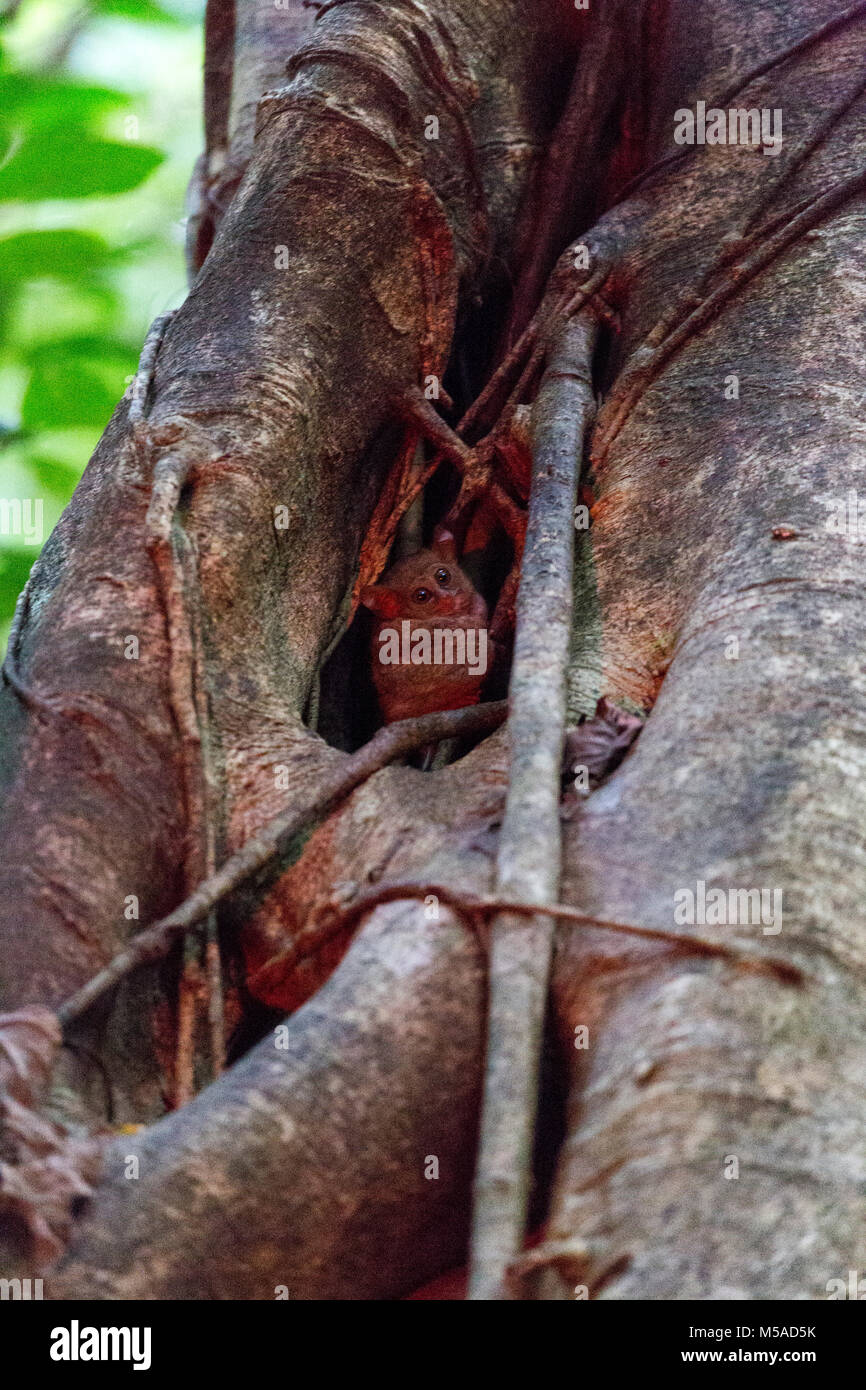 Tarsius sur un arbre dans l'île de Sulawesi, Indonésie Banque D'Images