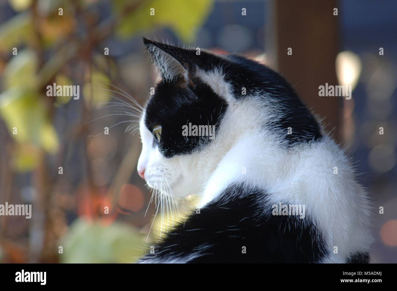 Portrait De Chat Noir Et Blanc Couleurs De L Automne En Plein Air Sur L Arriere Plan D Une Journee Ensoleillee Photo Stock Alamy