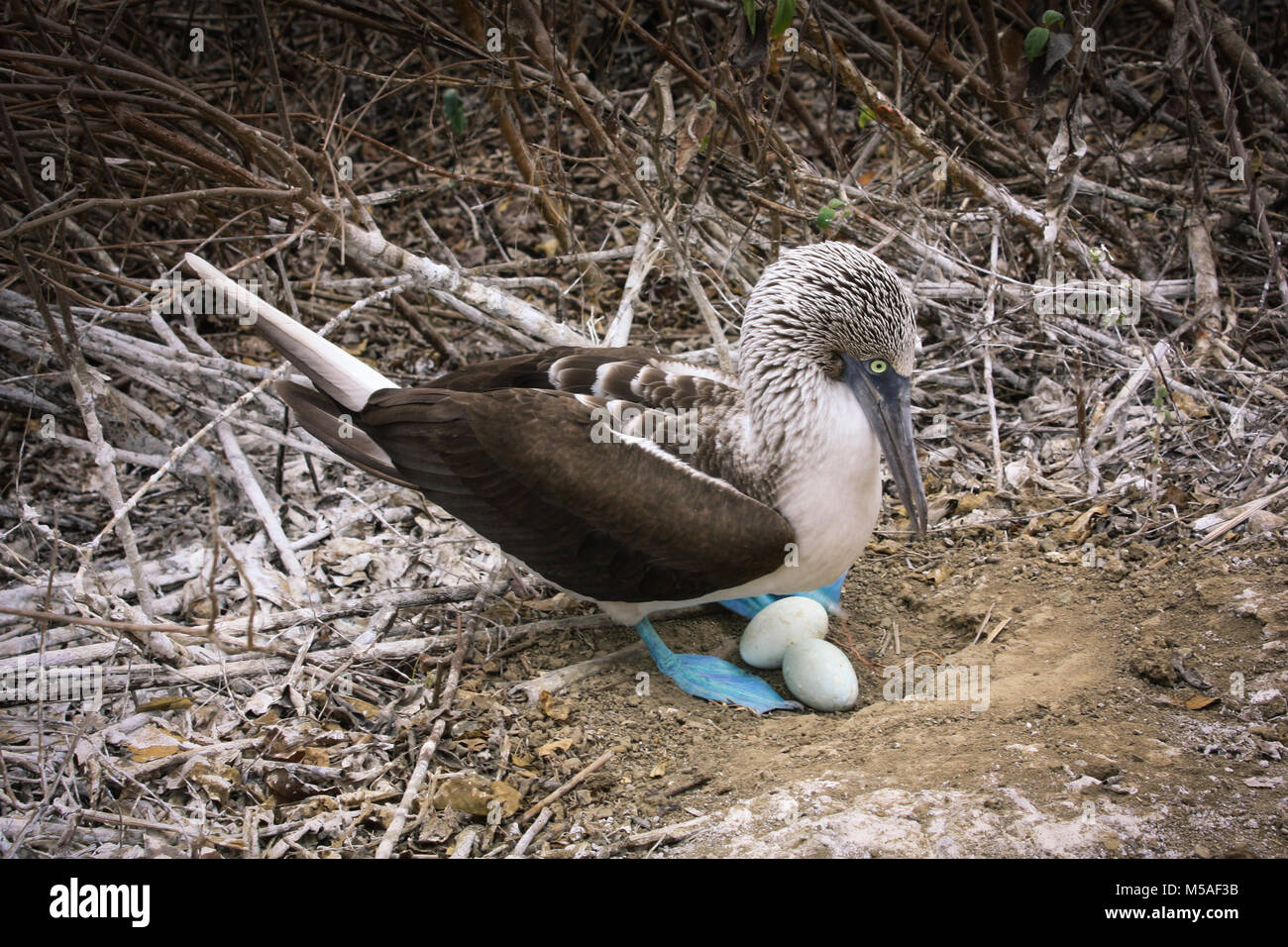 Pieds rouges bleu protéger les oeufs dans leur nid. Banque D'Images