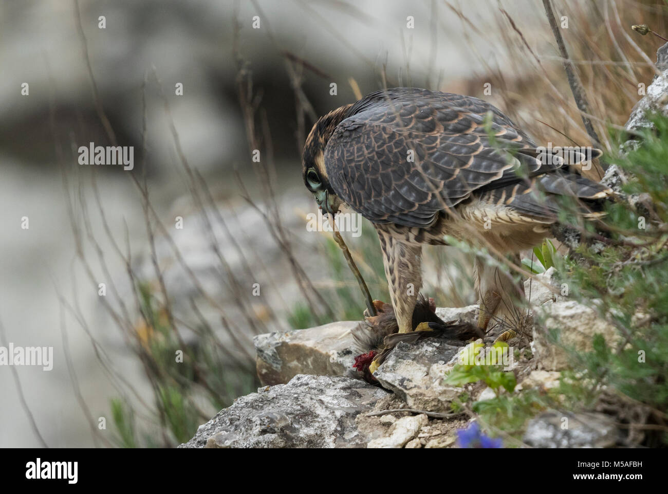 Le faucon pèlerin (Falco peregrinus), juvénile sittting sur le sol, mangeant un étourneau Banque D'Images