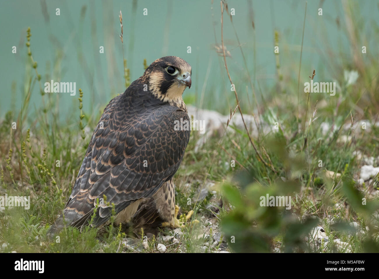 Le faucon pèlerin (Falco peregrinus), juvénile sittting sur le terrain Banque D'Images
