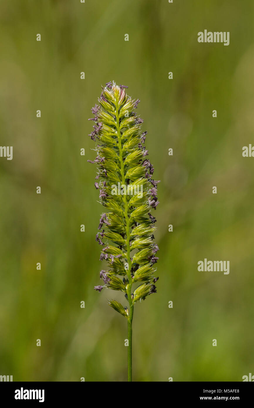 La floraison des chiens à Crête-tail (Cynosurus cristatus) Banque D'Images