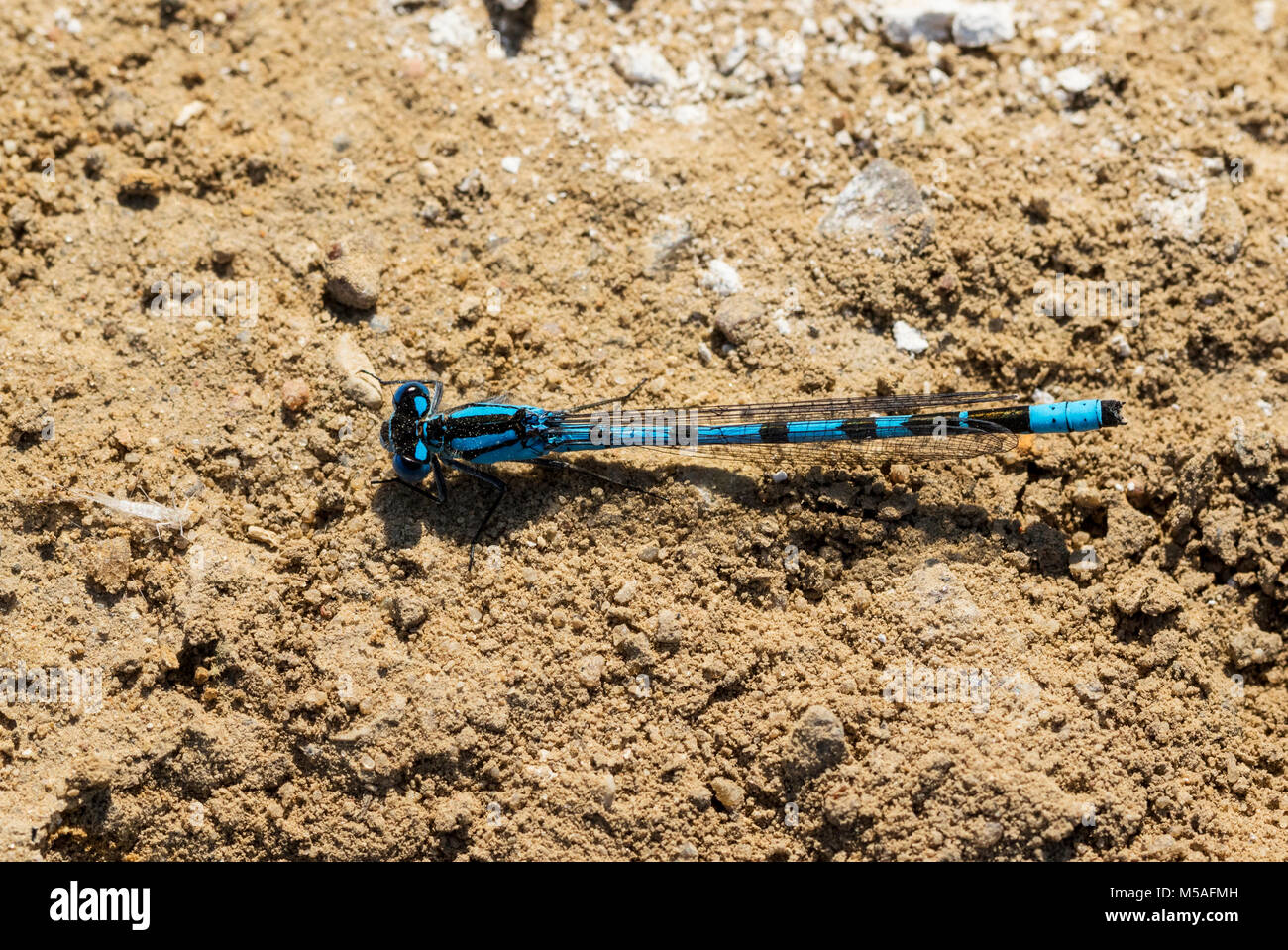 Bleue (Enallagma atricollis), homme sur le terrain Banque D'Images